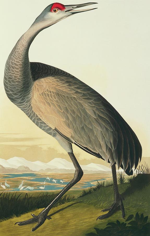Sandhill Crane Photograph by Natural History Museum, London/science Photo Library