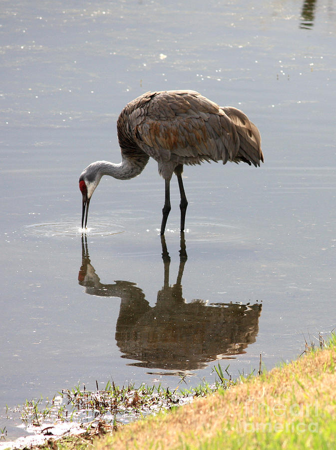 Bird Photograph - Sandhill Crane on Sparkling Pond by Carol Groenen