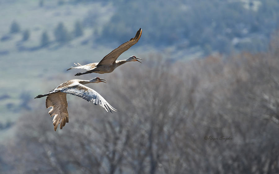 Bird Photograph - Sandhill Crane Pair 2 by Roger Snyder