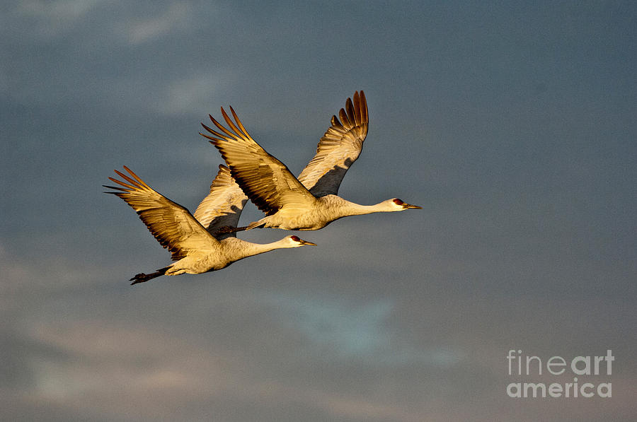 Bird Photograph - Sandhill Crane Pair by Anthony Mercieca