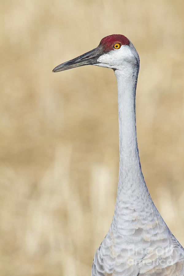 Sandhill crane portrait Photograph by Bryan Keil