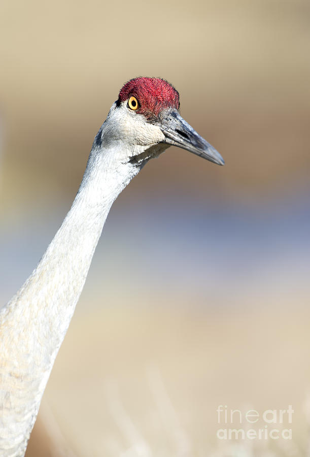 Sandhill crane portrait Photograph by Deby Dixon