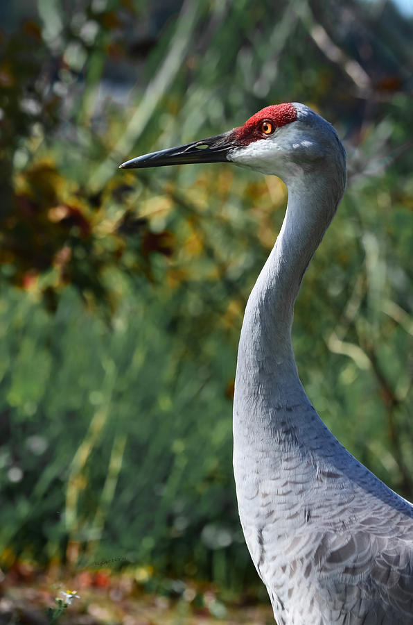 Sandhill Crane Profile Photograph by DigiArt Diaries by Vicky B Fuller