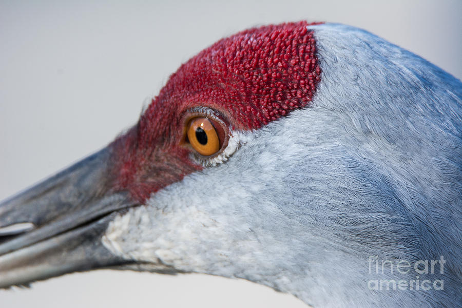 Blue Heron Profile Photograph by John Greco
