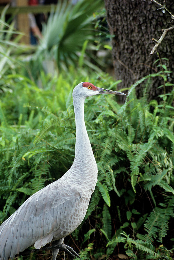 Sandhill Crane Photograph by Sally Mccrae Kuyper/science Photo Library