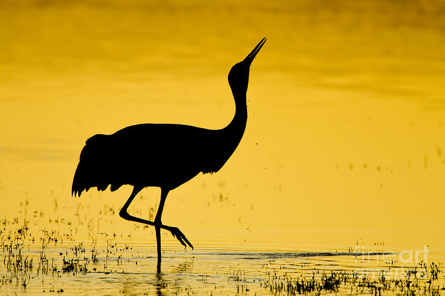 Sandhill crane silhouette  Photograph by Bryan Keil