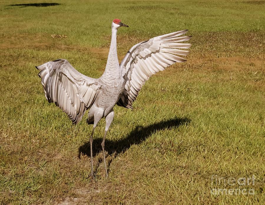 Sandhill Crane Spreading Wings Photograph by Zina Stromberg