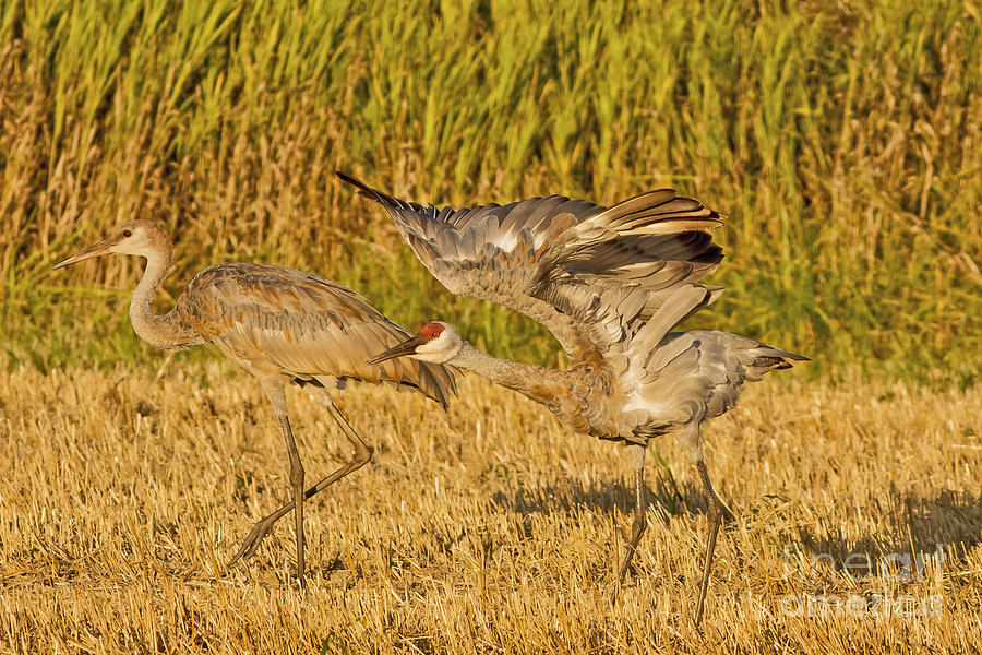 Sandhill Crane Stretching Photograph by Natural Focal Point Photography