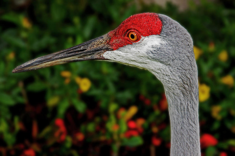 Sandhill Crane Photograph by Suzanne Stout