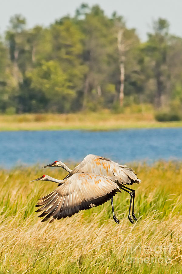 Sandhill Crane Take Off Photograph by Natural Focal Point Photography