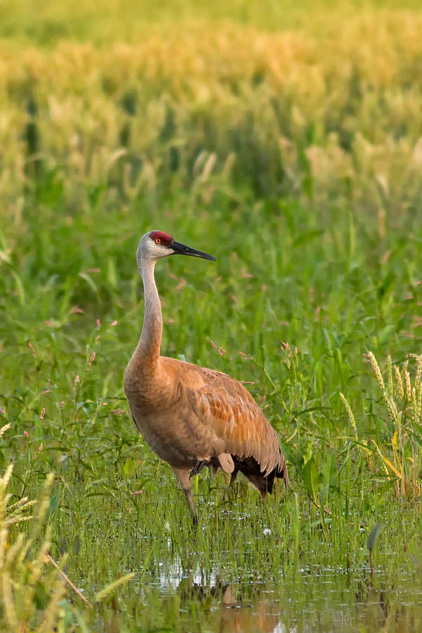 Sandhill Crane Walking Photograph By Natural Focal Point Photography 