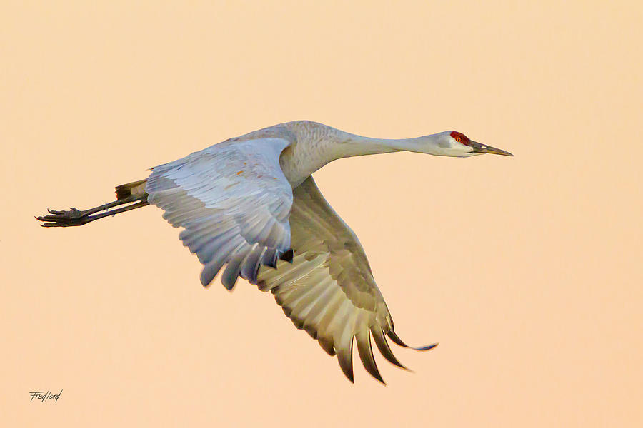 Sandhill Crane with icy ankles Photograph by Fred J Lord