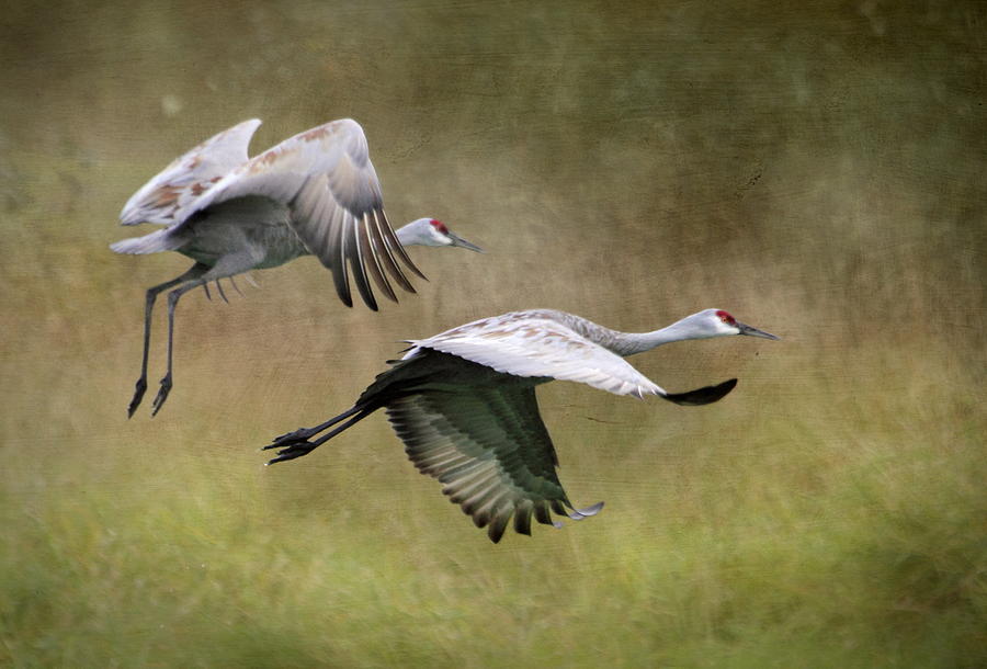 Sandhill Cranes 2 Photograph by Angie Vogel