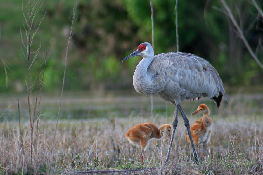 Sandhill Cranes 1 Photograph by Allan Lovell - Fine Art America