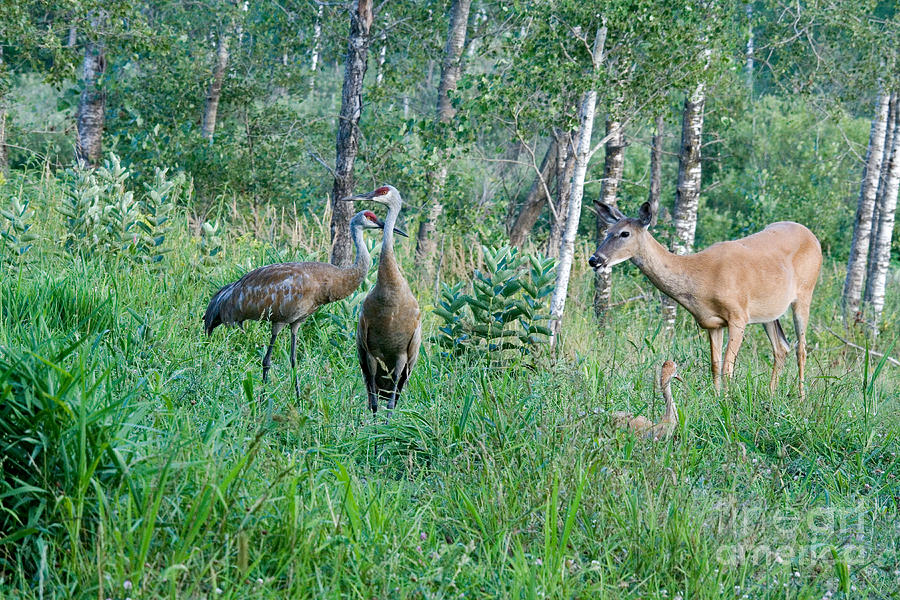 Sandhill Cranes And A White-tailed Doe Photograph by Linda Freshwaters Arndt