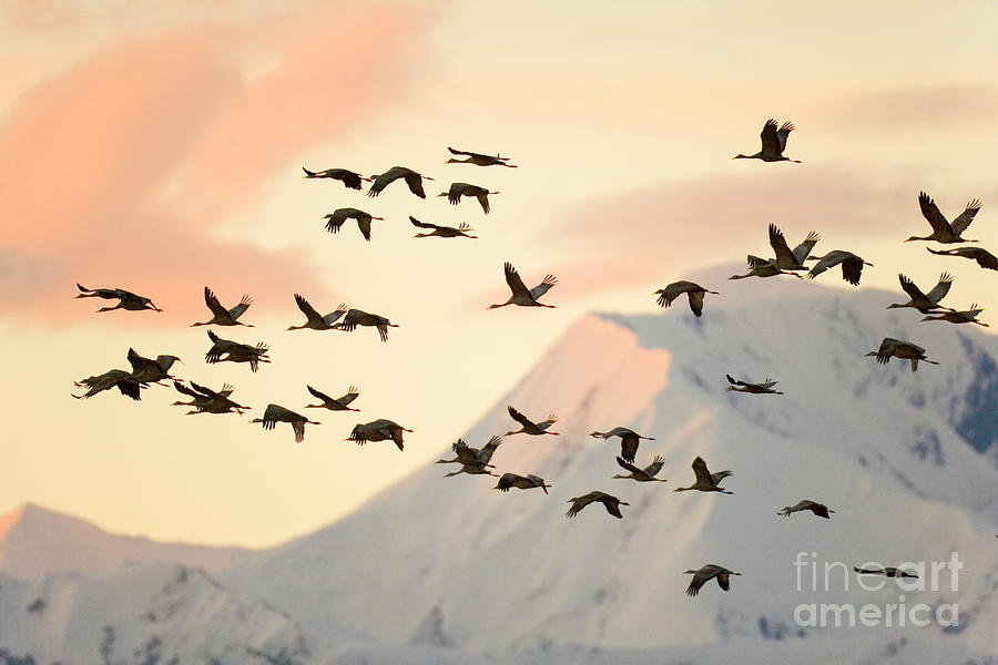 Sandhill Cranes And Mt Denali At Sunrise Photograph by Yva Momatiuk John Eastcott