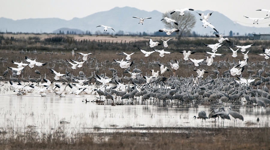 Sandhill Cranes and Snow Geese 5677-022015-1cr Photograph by Tam Ryan