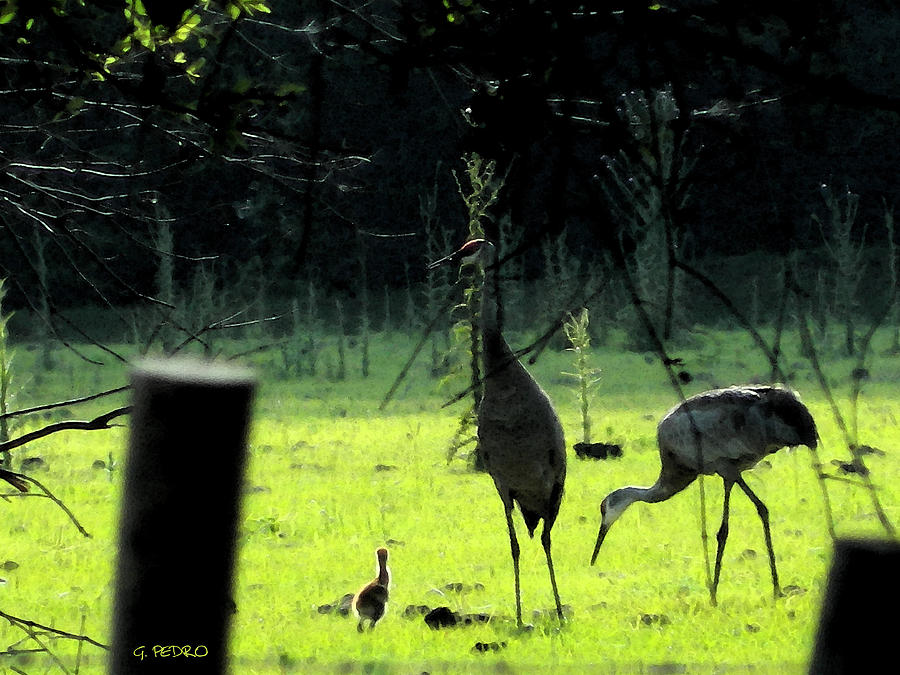 Sandhill Cranes and the First Chick of Spring Painting by George Pedro