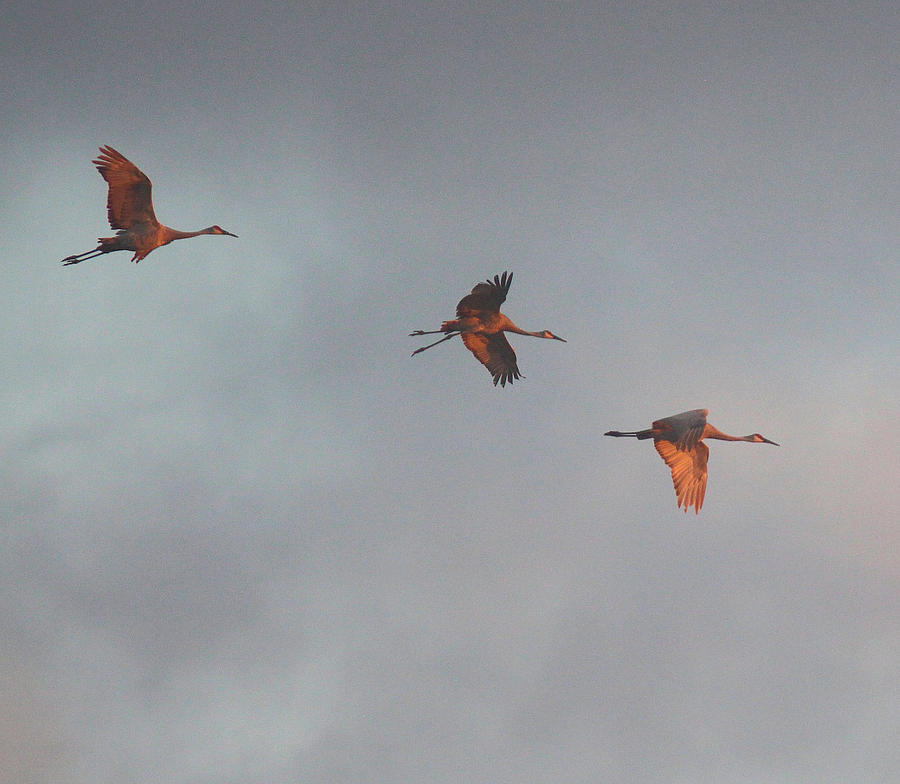 Sandhill Cranes at Dawn Photograph by John Dart