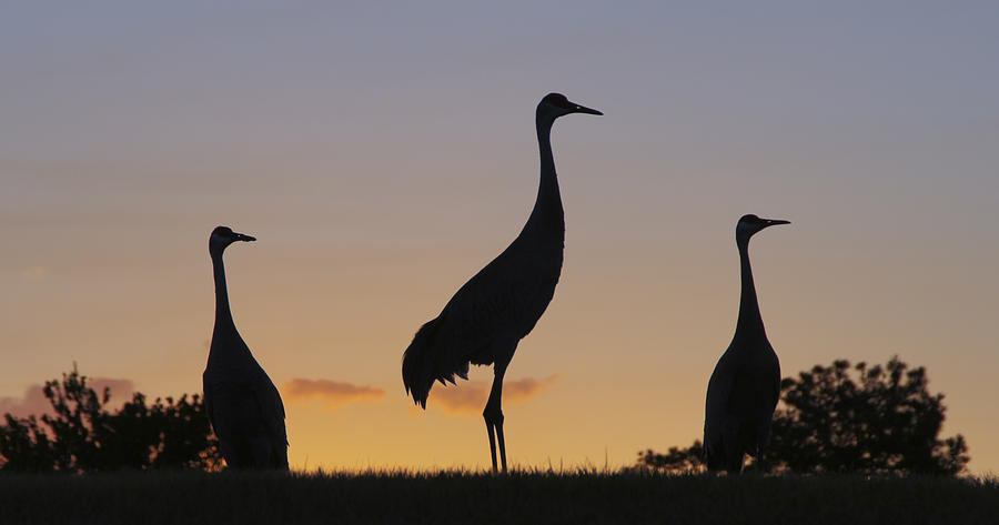 Sandhill Cranes at Sunset Photograph by Brian Kamprath