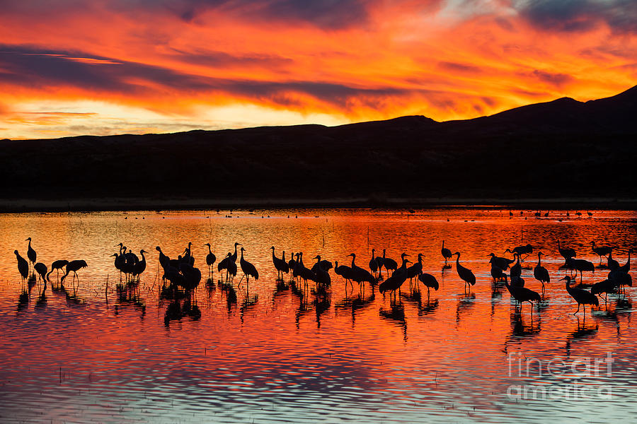 Sandhill Cranes at Sunset Photograph by Clarence Holmes