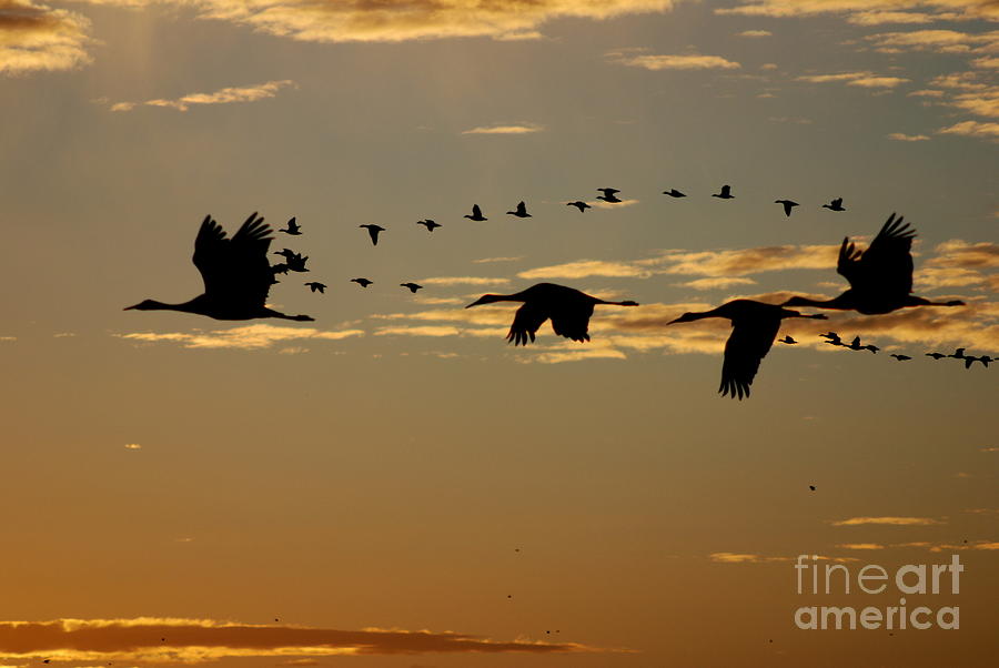 Sandhill Cranes at Sunset Photograph by John Greco