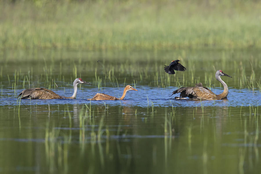 Sandhill Cranes Attacked By Red-winged Photograph By Linda Arndt - Fine 