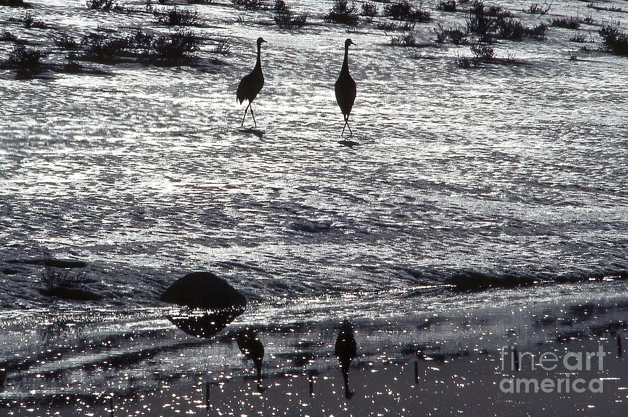 Sandhill Cranes black and white Photograph by Edward R Wisell