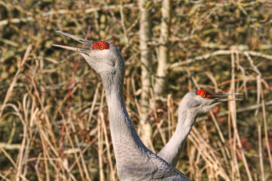 Sandhill Cranes Calling Photograph by Peggy Collins