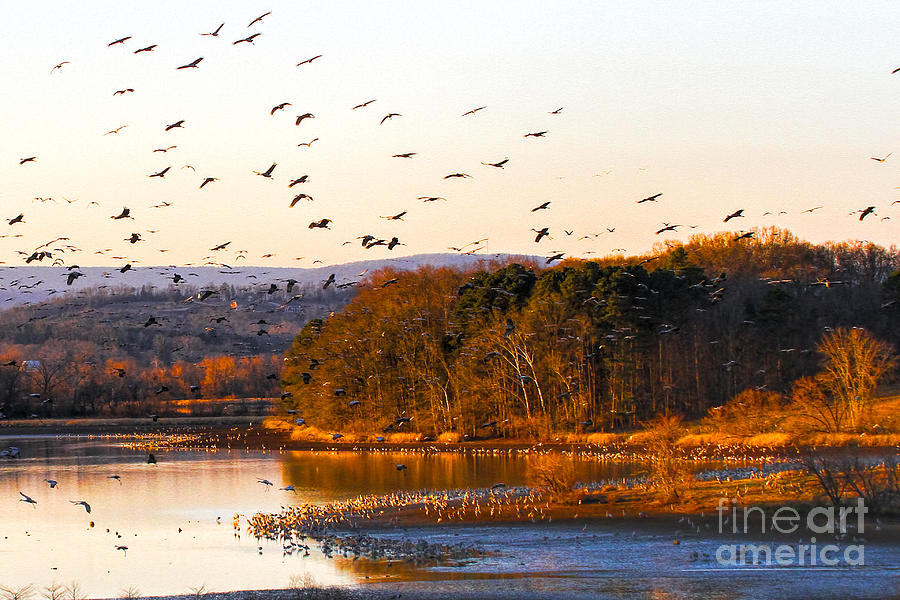 Sandhill Cranes coming in to roost Photograph by Barbara Bowen