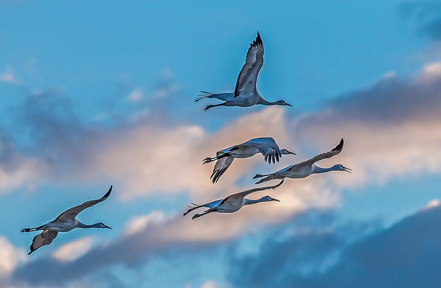 Nature Photograph - Sandhill Cranes Flyby by Steve Dunsford