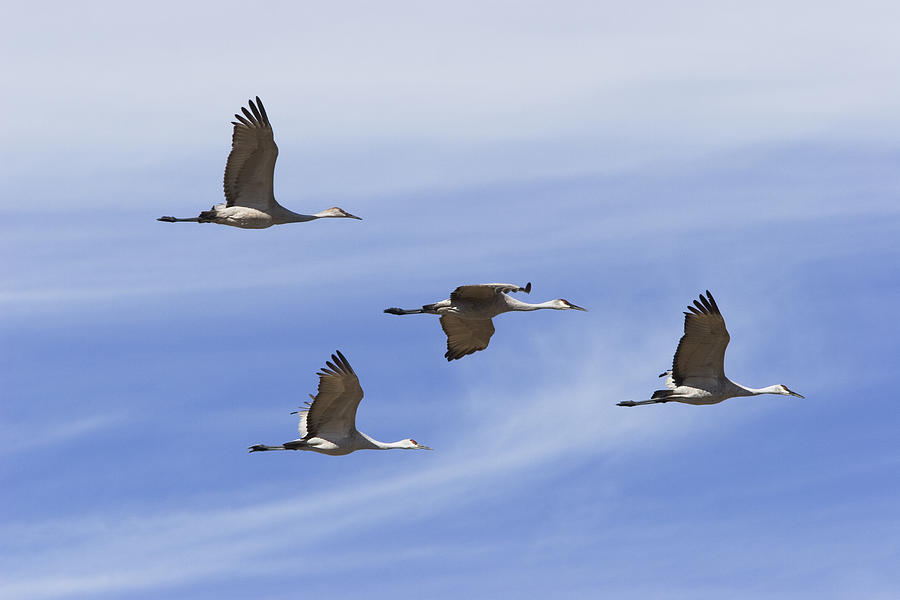 Sandhill Cranes Flying in Formation Photograph by Konrad Wothe
