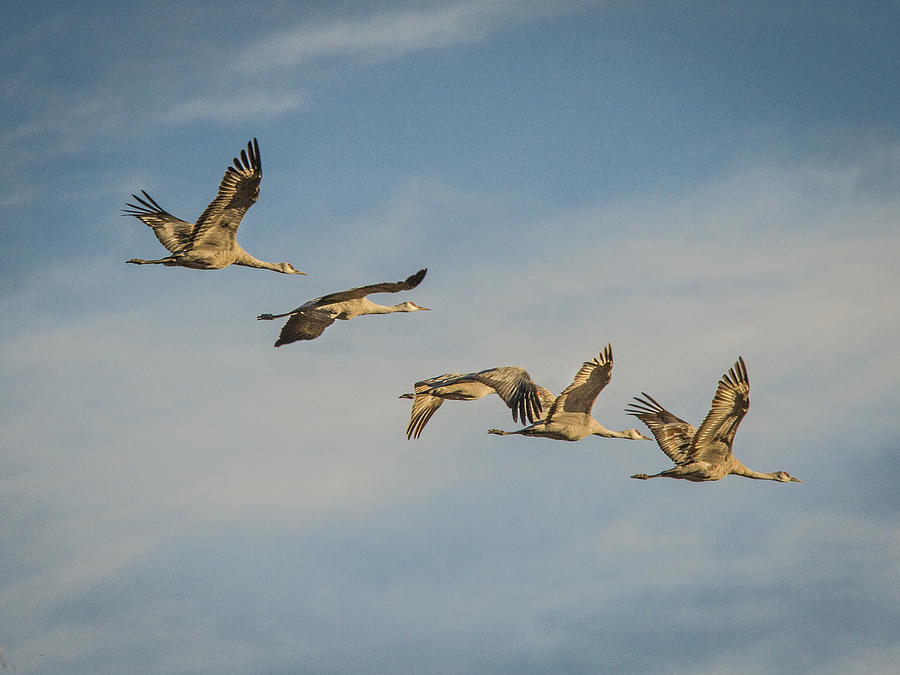 Sandhill Cranes Flying Photograph by Jean Noren