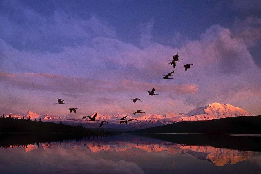 Denali National Park Photograph - Sandhill Cranes Flying Past Mt Mckinley by John Warden