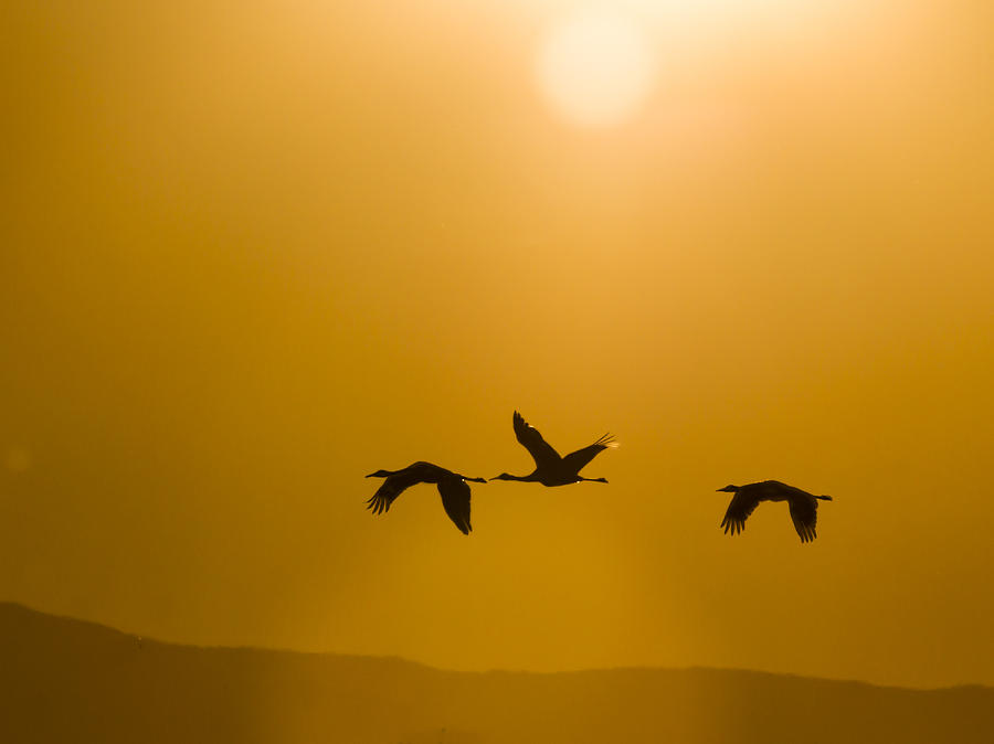 Sandhill Cranes Flying under the Sun Photograph by Jean Noren