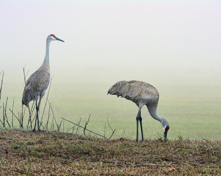 Sandhill Cranes Photograph by Gerald Eisen | Fine Art America