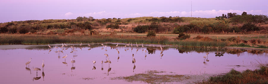 Crane Photograph - Sandhill Cranes Grus Canadensis by Panoramic Images