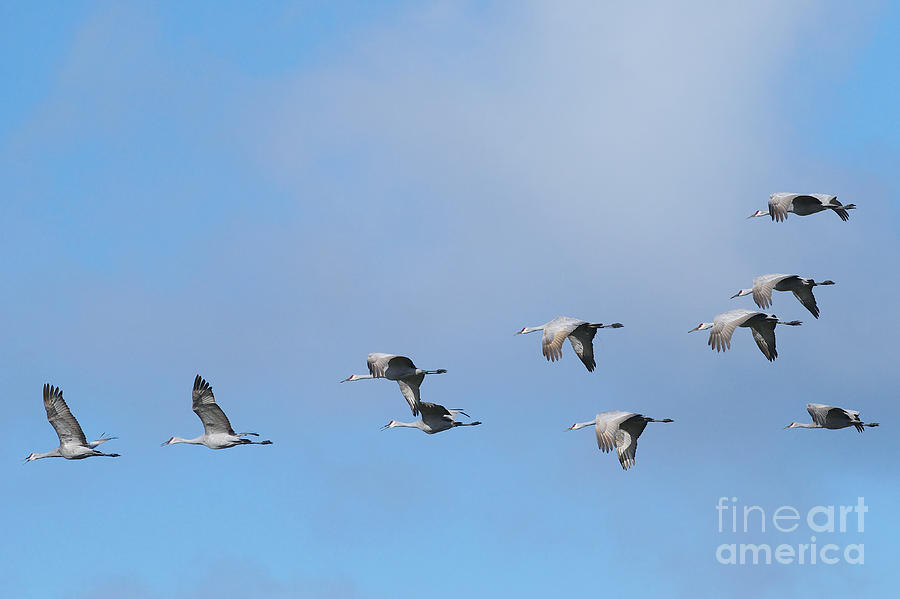 Sandhill Cranes in Flight Photograph by Sharon Talson