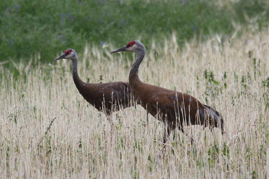 Sandhill Cranes in the Field Photograph by Lucinda VanVleck