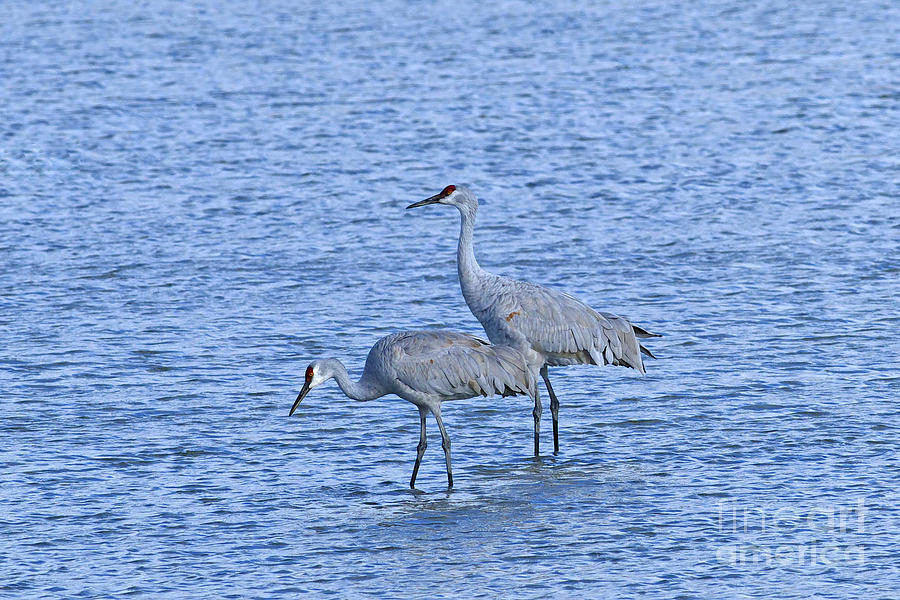 Sandhill Cranes in Water Photograph by Sharon Talson