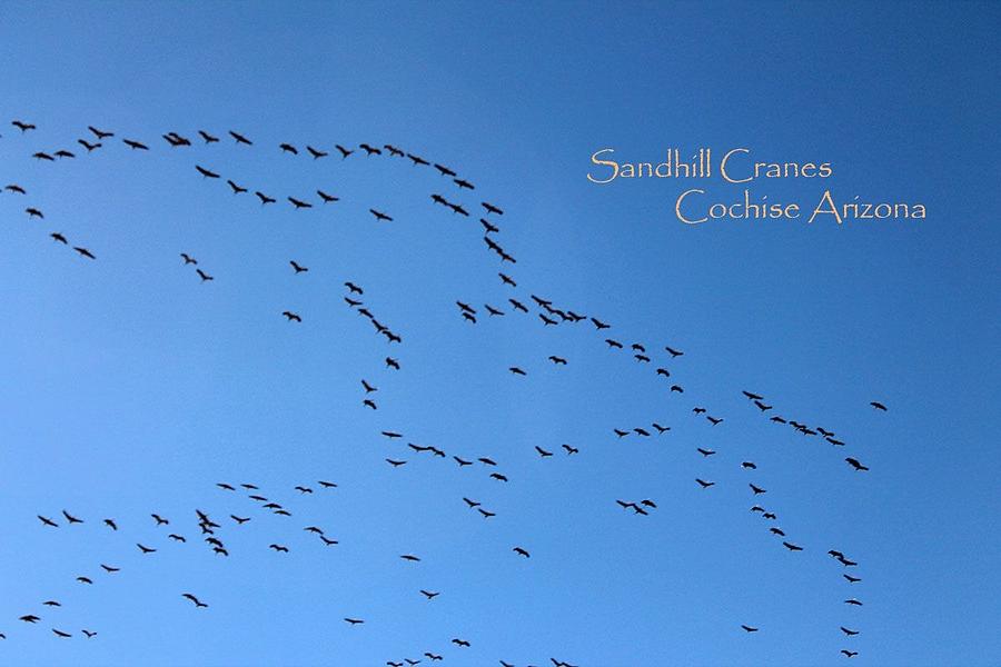 Bird Photograph - Sandhill Cranes by Kathleen Nash