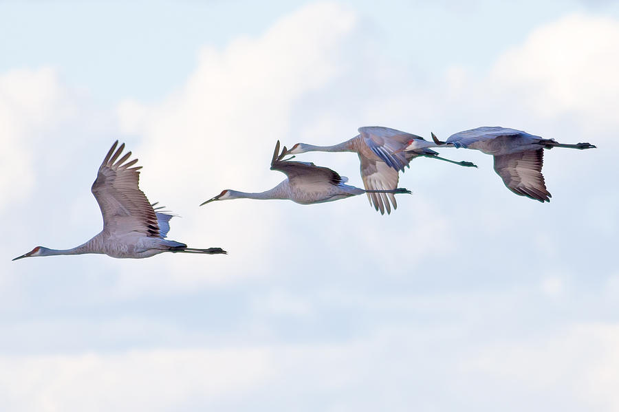 SandHill Cranes Landing Photograph by Natural Focal Point Photography