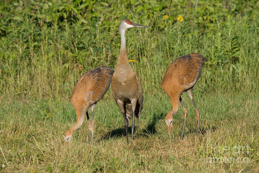 Sandhill Cranes Photograph by Linda Freshwaters Arndt