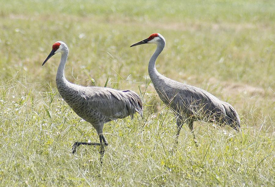 Sandhill Cranes Photograph by Lisa Williams - Fine Art America