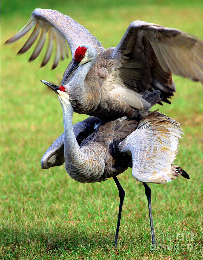 Sandhill Cranes Mating Photograph by Millard H. Sharp - Fine Art America