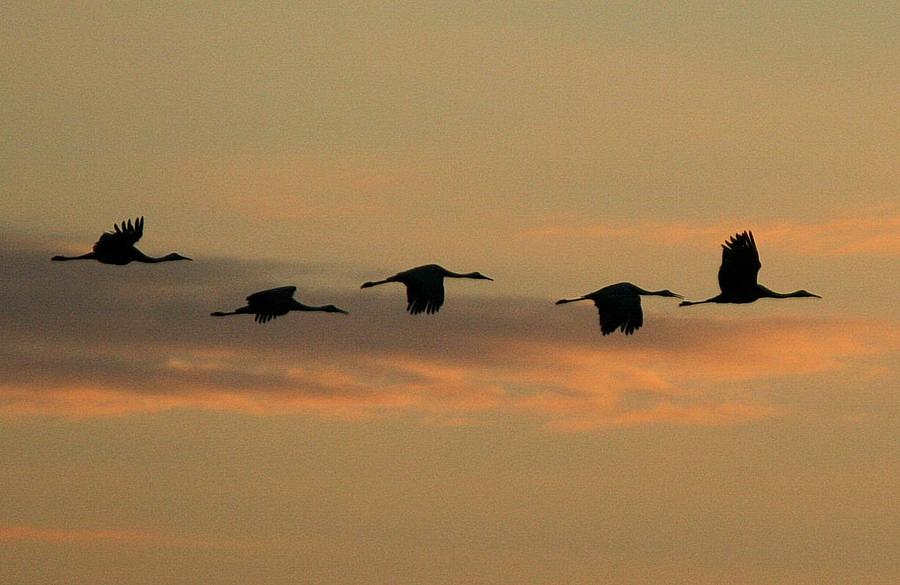 Sandhill Cranes Over Horicon Marsh Photograph by John Dart