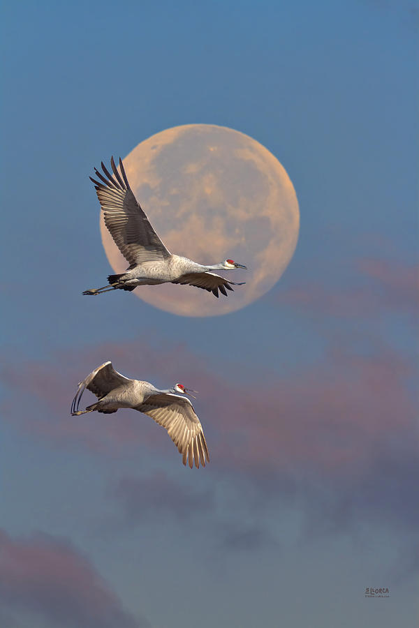 Sandhill Cranes Passing The Moon In The Morning Photograph by Steven Llorca