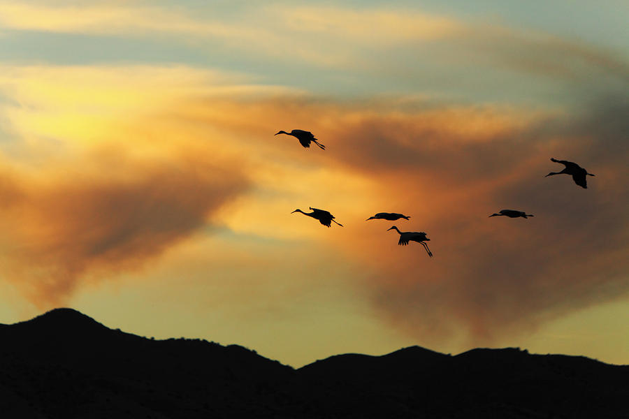 Sandhill Cranes return in late afternoon at Bosque del Apache wi Photograph by Alan Vance Ley