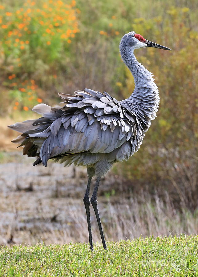 Sandhill Cranes Ruffled Feathers Photograph