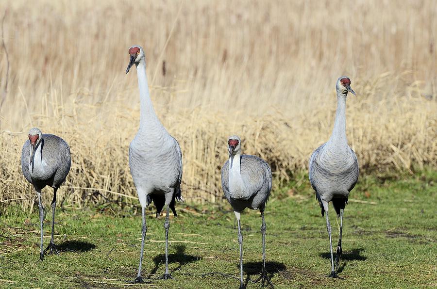 Sandhill Cranes Street Gang Photograph by Lawrence Christopher